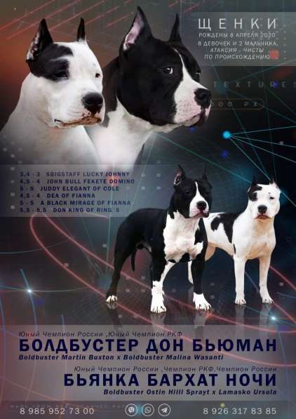 Роскошные черно-белые девочки Амстаффа резерв в Москве фото 4
