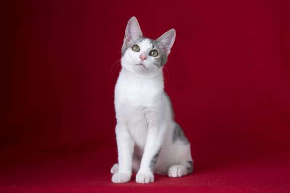 Классные котята в дар в Москве