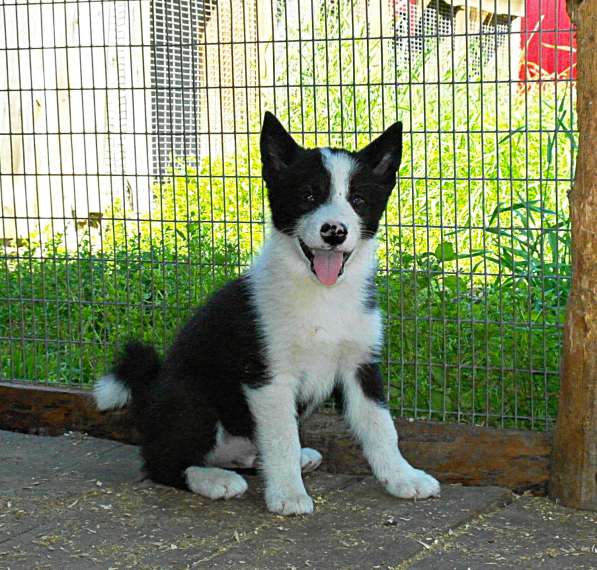 Щенки русско европейской лайки в Челябинске фото 7