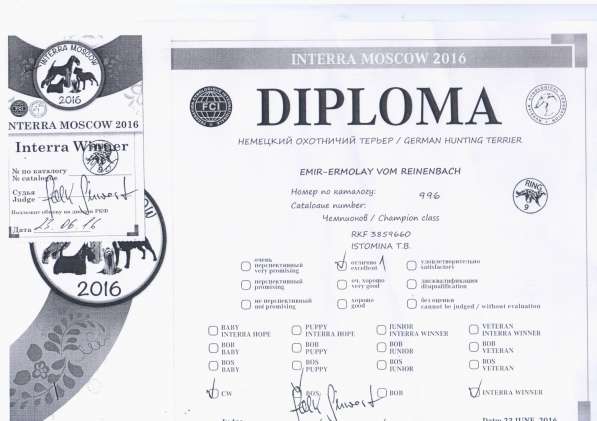 Щенки Ягдтерьера в Москве фото 7