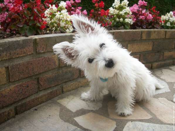 Продаются щенки West Highland White terrier