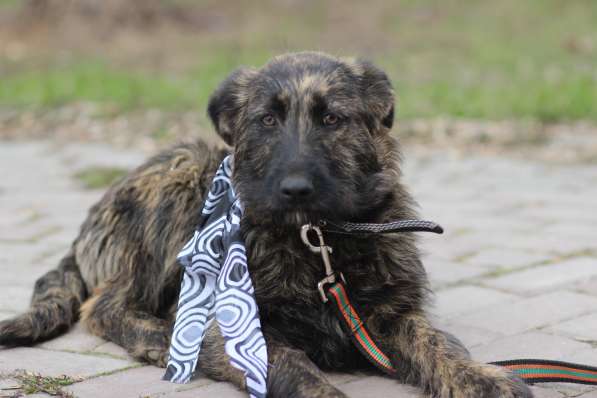 Щенки в добрые руки в Москве