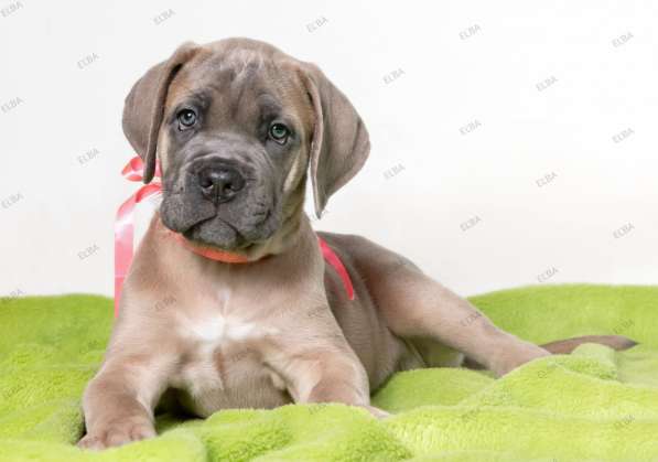 Кане - Корсо. Форментино в фото 9