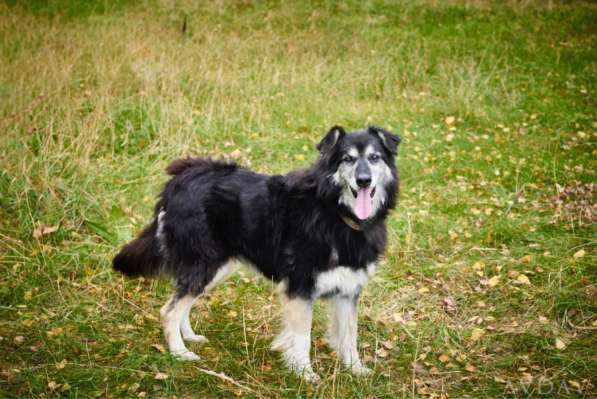 Пушистая весёлая Дакота ищет семью в Москве фото 20