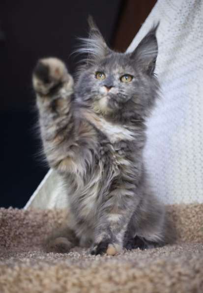 Кошка полидакт мейн кун