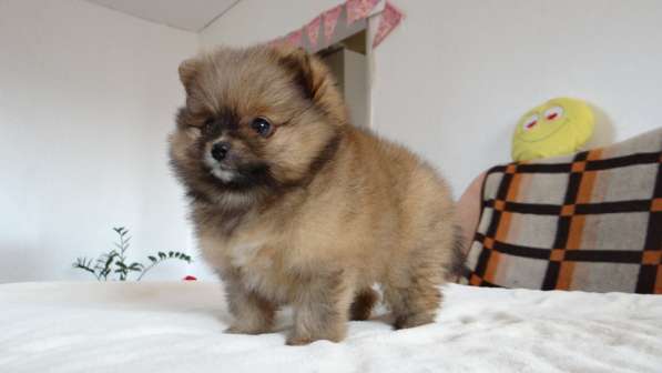 Померанский шпиц - медвежий тип в фото 24