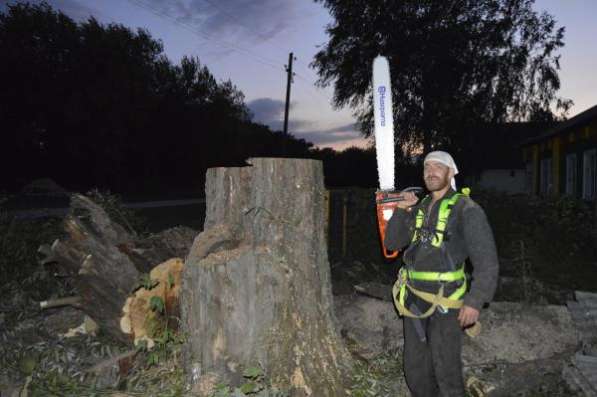Спилить дерево, услуги по спилу опасного дерева, кронирование в Белгороде фото 8