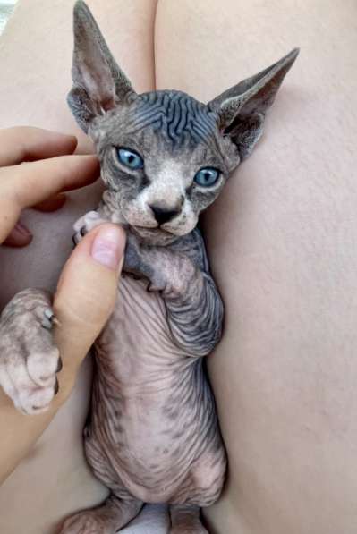 Котёнок канадского сфинкса в фото 6