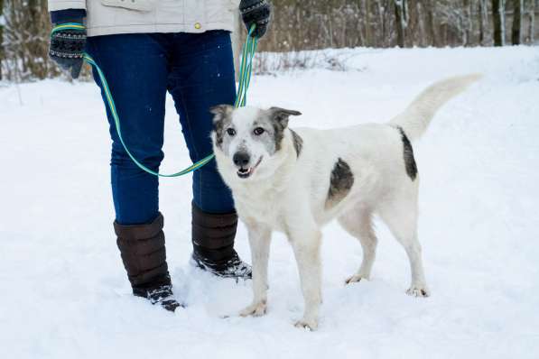 Умка ищет дом ! в Санкт-Петербурге фото 3