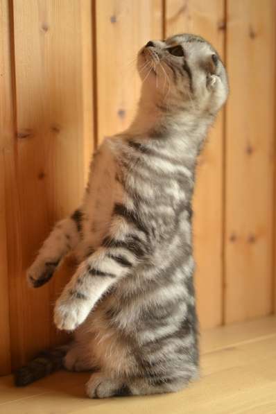 Шотландская вислоухая девочка-котенок в Санкт-Петербурге фото 3