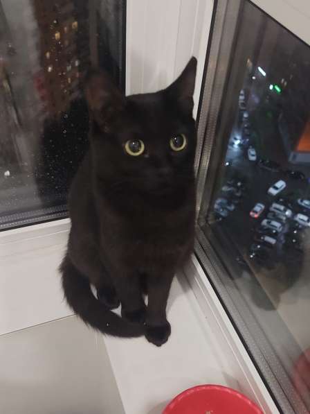 Кошка Чёрная Мамба ищет дом в Химках фото 20