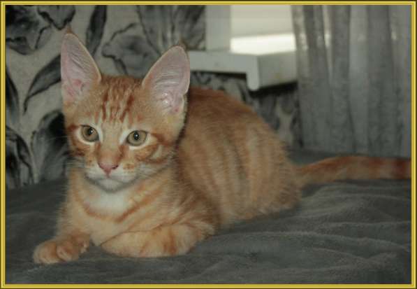 КРУТЫШКА КОТЭ ЧАУЗИ в Москве фото 6