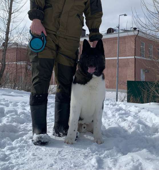 Акита в Ростове-на-Дону фото 23