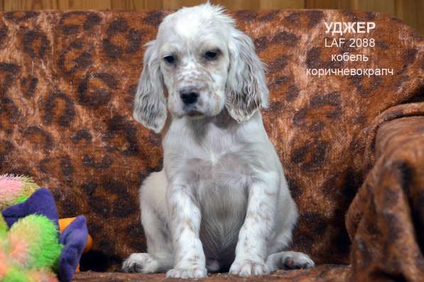 Английский сеттер щенки из элитного питомника в Москве фото 83