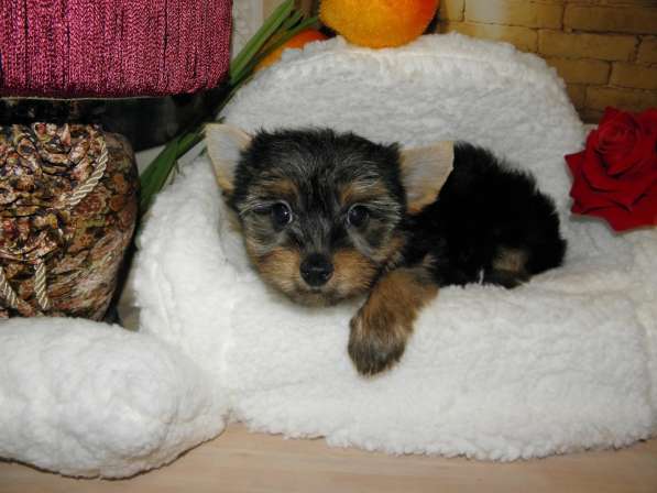 Мальчики йоркширского терьера в Москве фото 26