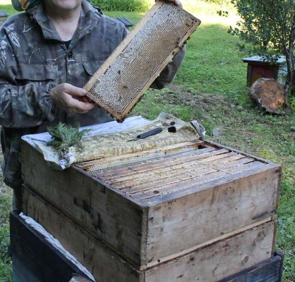 Продам липовый мед в Симферополе