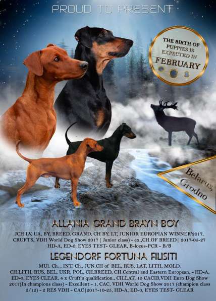 Щенки Немецкого Пинчера в