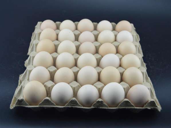 Линия по производству упаковки для яиц