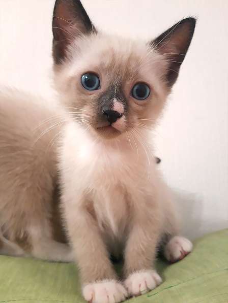 Котята сноу-шу в Санкт-Петербурге фото 7