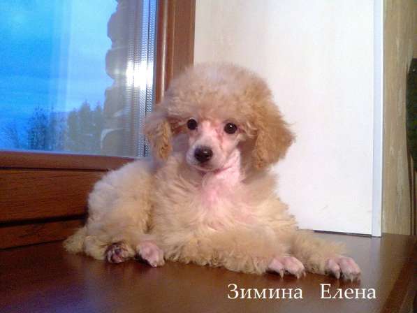 Мальчик карликового пуделя абрикосового окрас в Москве