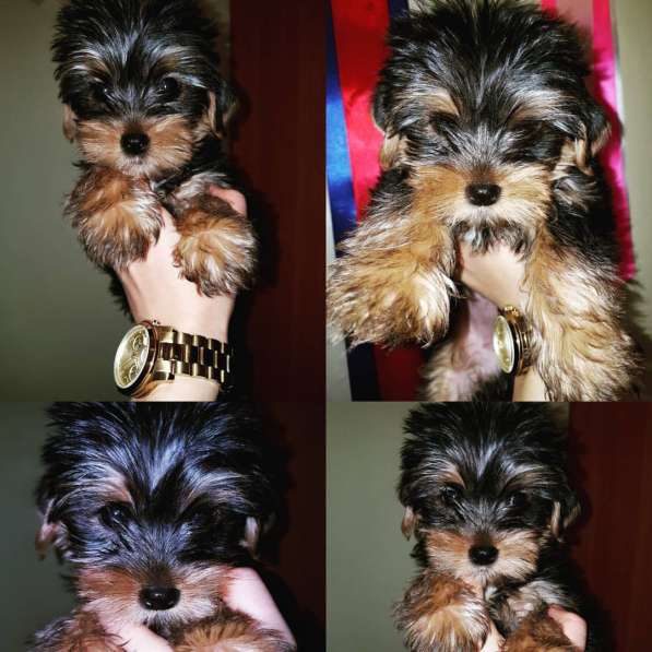 Щенки Йоркширского терьера в Санкт-Петербурге фото 4