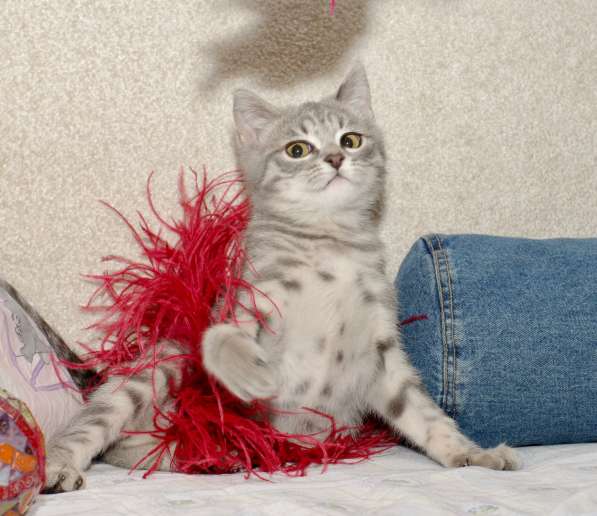 Котенок полосатая девочка Плюша в дар в Москве фото 6