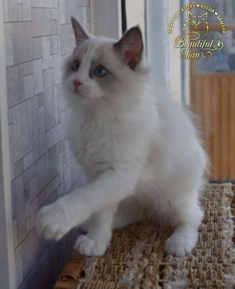Котёнок рэгдолл в Москве фото 14