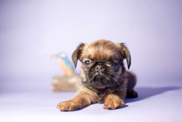 Гриффоны бельгийские и брюссельские и птибрабанты