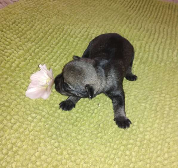 ЩЕНКИ МИТТЕЛЬШНАУЦЕРА в Краснодаре фото 7