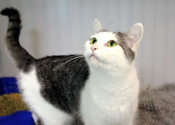 Внимательная Мурыся ждёт встречи с родственной душой в Москве