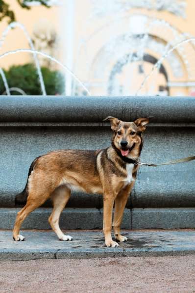 Очаровательная собачка компактного размера в Санкт-Петербурге фото 41