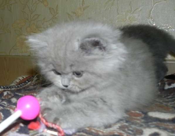 Котята британские и шотландские и подростки в Москве фото 8