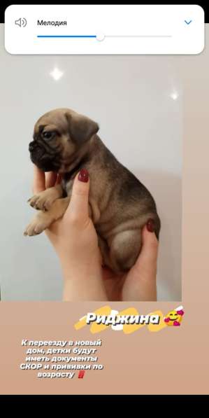 Щенки французский бульдог в Владимире фото 11