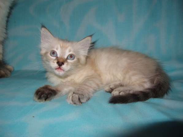 Тайские котята в Краснодаре фото 8