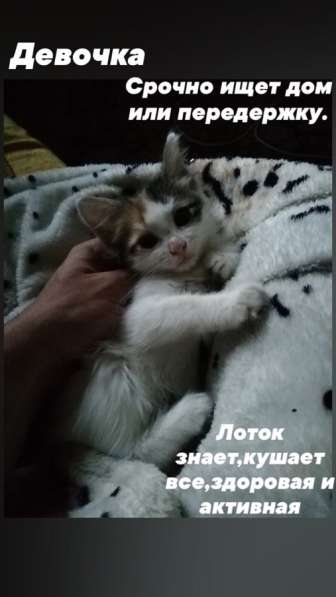 Котёнок в Энгельсе фото 3