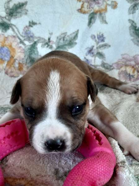 Милые мальчики и девочки Амстаффа резерв ркф в Москве фото 25