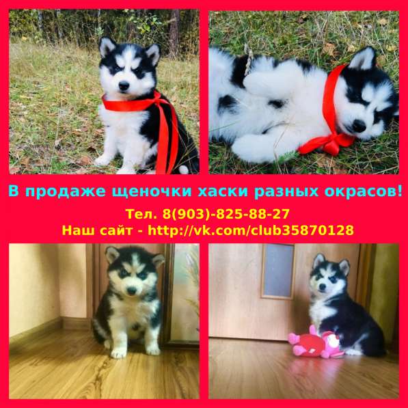 Щенята хасята
