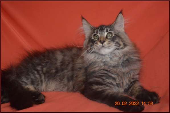 Роскошный черный котик мейн-кун из питомника в Астрахани фото 82