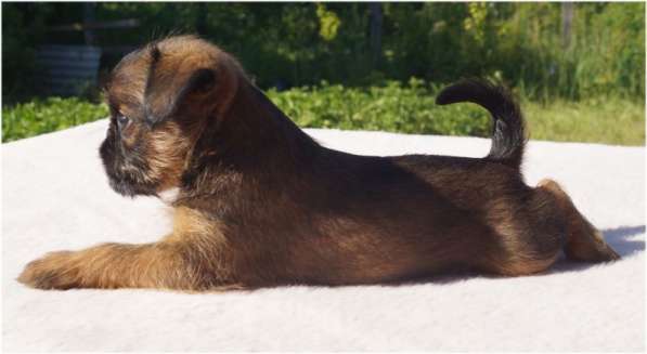 Щенки Брюссельский гриффон и пти-брабансон в Москве фото 6