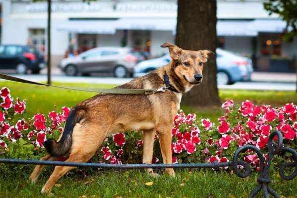 Очаровательная собачка компактного размера в Санкт-Петербурге фото 62