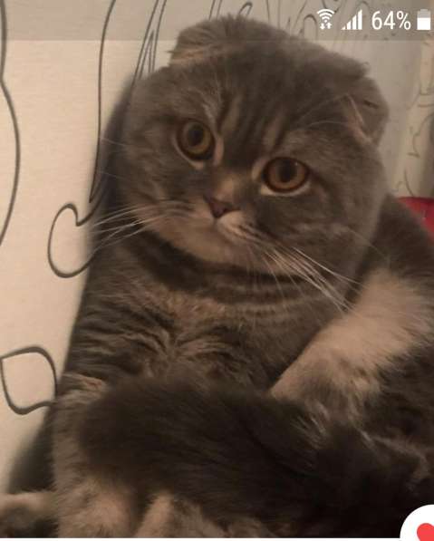 Котёнок в Москве фото 6