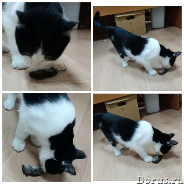 Кошечка Фифа в добрые руки в Ставрополе фото 7