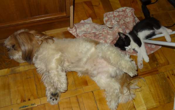 Отдам кошечку. Ей 3 месяца в Краснодаре фото 3