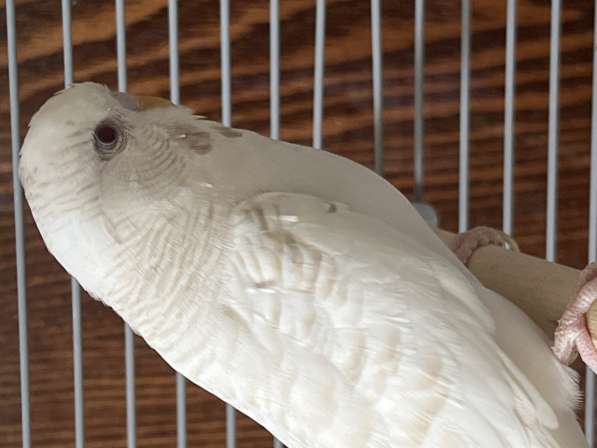 ПРОДАМ альбиноса попугачика