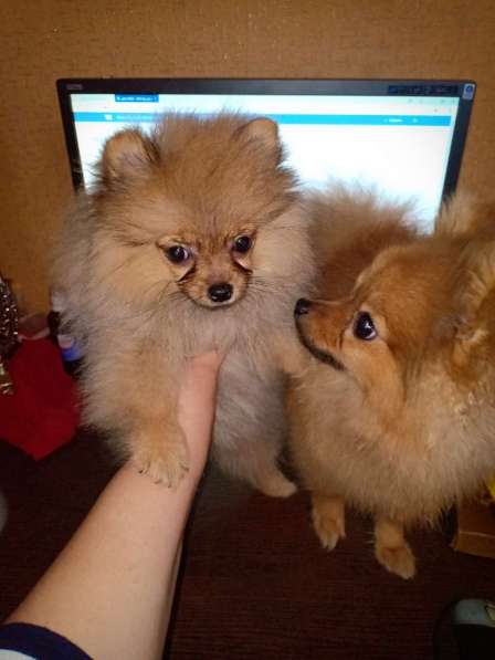 Памеранский Шпиц в Хабаровске фото 8