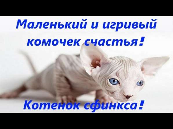 Канадский сфинкс