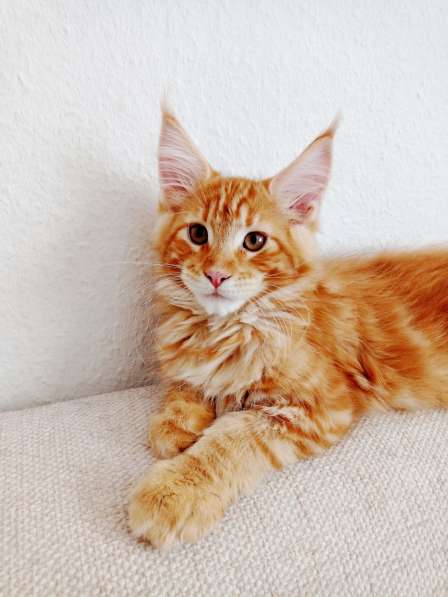 Meincoon мейн кун котята в фото 11