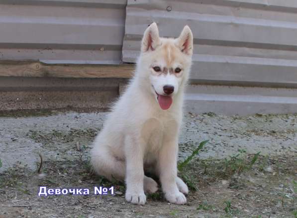 Продажа щенков Хаски в Новосибирске фото 36