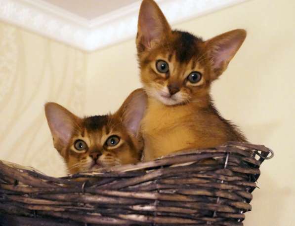 Абиссинские красотки