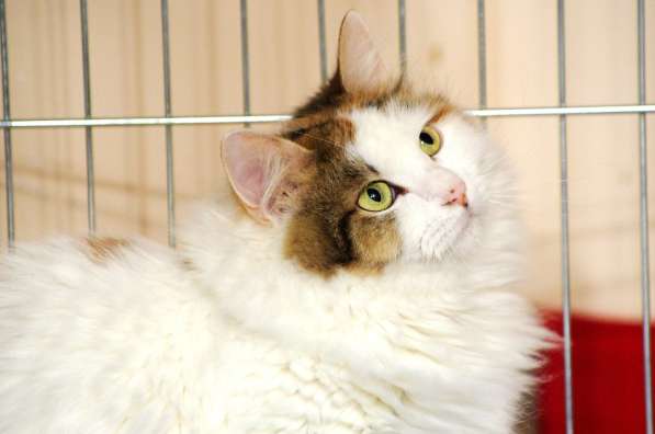 Кошечка Лола в Москве